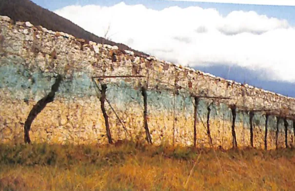 I frutti della terra nella zona di Schio. Vite e melo nell'antichità (e oltre): alcune riflessioni a partire dalla realtà locale image