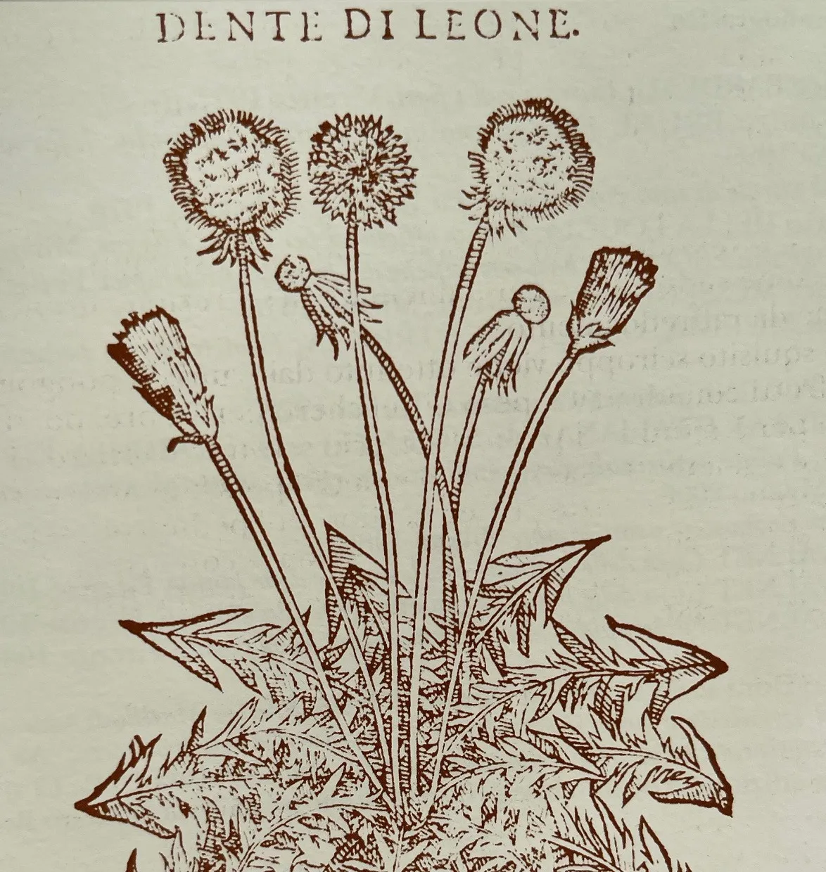 Alla scoperta di alcune piante officinali della nostra montagna: girovagando nei pascoli di Malga Prà e dintorni nel Comune di Valli del Pasubio image