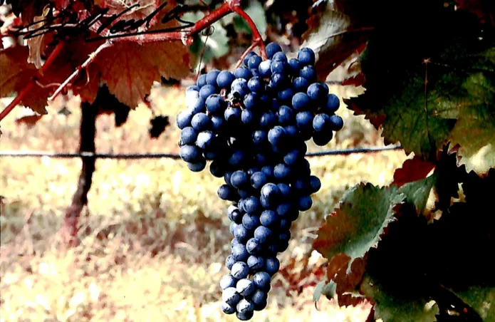 La cantina sociale della Val Leogra a Malo. Divagazioni di un'estimatrice image